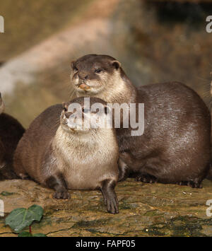 A pair of Oriental Short Clawed Otters Stock Photo