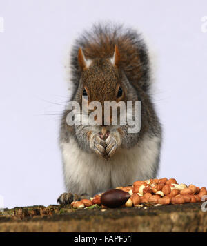 Portrait of a Grey Squirrel eating nuts on a tree stump in autumn Stock Photo