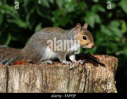 Portrait of a Grey Squirrel eating nuts on a tree stump in autumn Stock Photo