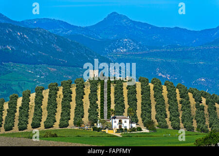 Farm house, finca, beneath an olive grove on a hill near Torre Alháquime, Andalusia, Spain Stock Photo