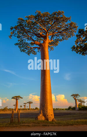 Baobab trees at the famous baobab evenue, Morondava, Madagascar. Stock Photo
