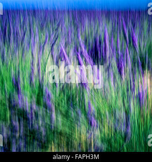 Blurred motion of blooming lavender flowers, Provence, France, Europe Stock Photo