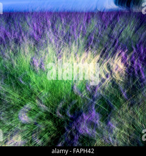 Blurred motion of blooming lavender flowers, Provence, France, Europe Stock Photo