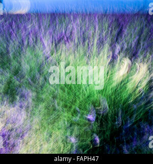 Blurred motion of blooming lavender flowers, Provence, France, Europe Stock Photo