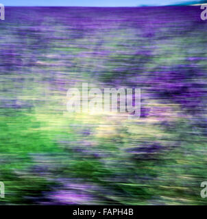 Blurred motion of blooming lavender flowers, Provence, France, Europe Stock Photo