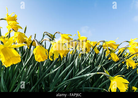 St Buryan, Cornwall, UK. 3rd January 2016. UK Weather. Daffodil fields in full bloom in mild weather in Cornwall. Credit:  Simon Yates/Alamy Live News Stock Photo