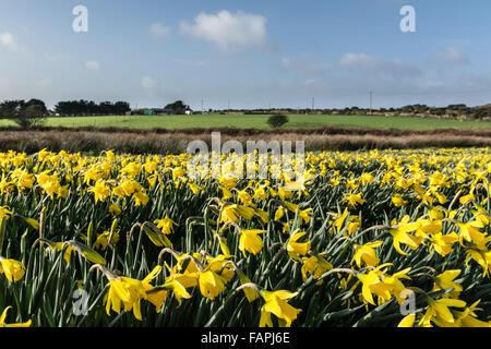 St Buryan, Cornwall, UK. 3rd January 2016. UK Weather. Daffodil fields in full bloom in mild weather in Cornwall. Credit:  Simon Yates/Alamy Live News Stock Photo