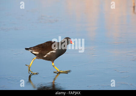 Moorhen, Gallinula chloropus, walking on ice, adult, Stock Photo