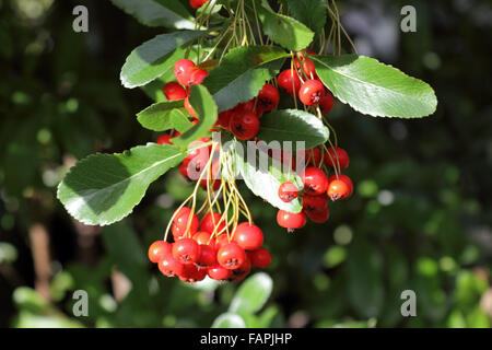 The vibrant red berries in winter of the prickly pyracantha bush. Stock Photo