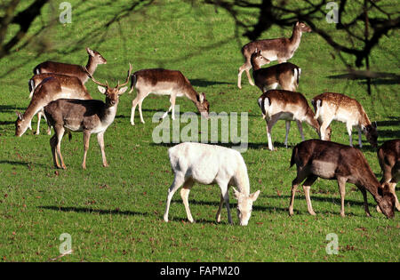 Herd of Deer in an English Park with Roe, Stag and Albino Deer Stock Photo