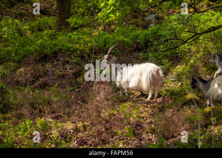 Feral goats browsing in undergrowth on the sides of the Rhinog mountain range. Welsh wild goats in the Rhinogs. Stock Photo