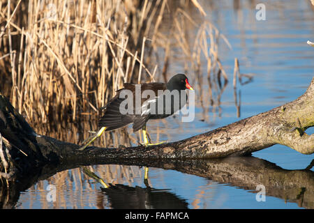 Moorhen, Gallinula chloropus, adult standing on log Stock Photo