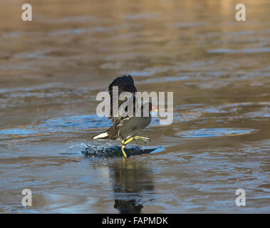 Moorhen, Gallinula chloropus, walking on ice, Stock Photo