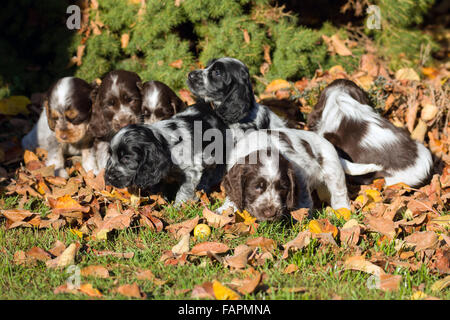 English Cocker Spaniel puppy playing outdoor in autumn sunny day Stock Photo