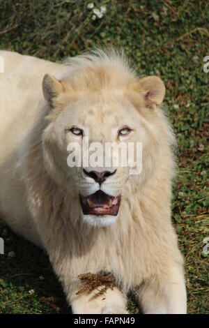 A CLOSE VIEW OF A MALE WHITE LION LOOKING AT CAMERA Stock Photo