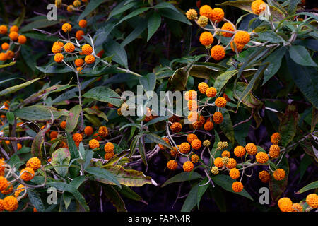 buddleja globosa orange ball tree butterfly bush deciduous flowering flowers shrub blooms blossoms RM Floral Stock Photo