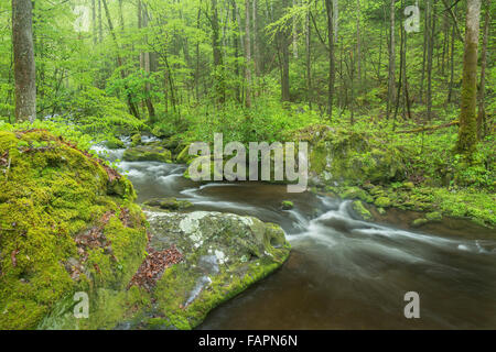 Roaring Fork flows around and over moss-covered rocks and boulders, Great Smoky Mountain NP, Tennessee USA Stock Photo