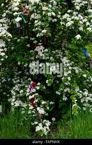 crataegus monogyna rag tree whitethorn mayblossom rags tied tie ...