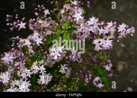 deutzia x elegantissima  pink flowering flowers flower deutzias summer closeup deciduous shrubs flowers RM Floral Stock Photo