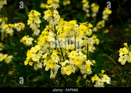 Erysimum cheiri Cheiranthus cheiri primrose bedder Wallflower yellow flowers flower flowering spring scented scent RM Floral Stock Photo