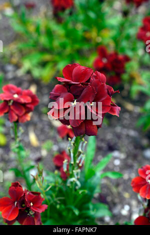 Erysimum cheiri Cheiranthus cheiri vulcan Wallflower deep red orange flowers flower flowering spring scented scent RM Floral Stock Photo