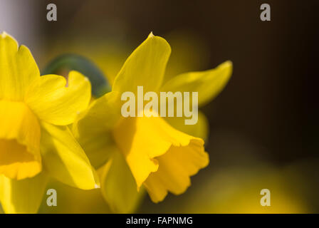 Narcissus daffodil Tete a Tete.