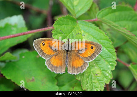 Gatekeeper butterfly Pyronia tithonia basking in the sunshine in the English countryside Stock Photo