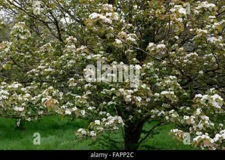 Hawthorn tree Crataegus monogyna white flower flowers flowering spring tree shrub RM Floral may mayblossom maythorn quickthorn Stock Photo