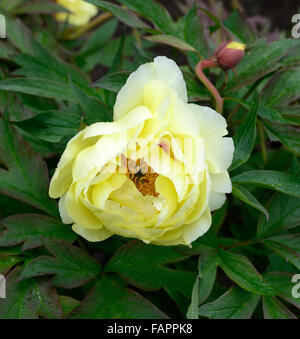 paeonia suffruticosa hai huang yellow flowers Chinese tree Peony Peonies Moutan flower flowering bloom blooming RM Floral Stock Photo