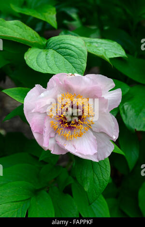 Peony Peonies paeonia wittmanniana splendens scented summer flower flowering bloom blooming RM Floral wittmans peony Stock Photo