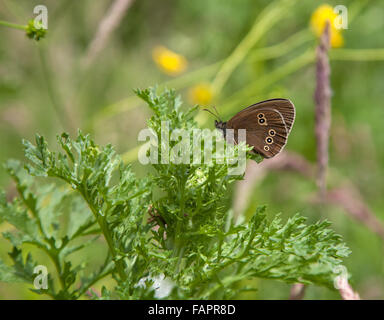 Ringlet butterfly Aphantopus hyperantus in the English countryside at Delamere Forest Cheshire England UK Stock Photo