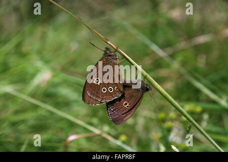 Mating pair of Ringlet butterflies Aphantopus hyperantus in the English countryside at Delamere forest Cheshire England UK Stock Photo