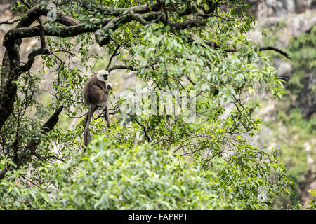 Grey Langurs in the Jungle in Annapurna Conservation Area, Nepal. © Joan Gosa Badia Stock Photo