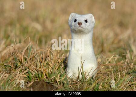 Stoat (Mustela erminea) in winter coat, looking out of burrow, curious, Swabian Jura biosphere reserve, Baden-Württemberg Stock Photo