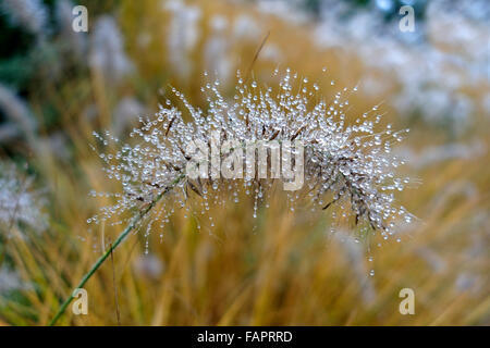 Foxtail fountain grass (Pennisetum alopecuroides) with dew drops, Germany Stock Photo