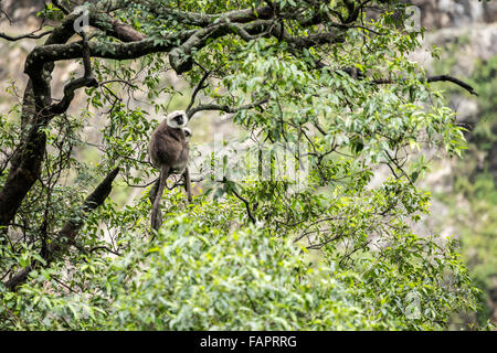 Grey Langurs in the Jungle in Annapurna Conservation Area, Nepal. © Joan Gosa Badia Stock Photo