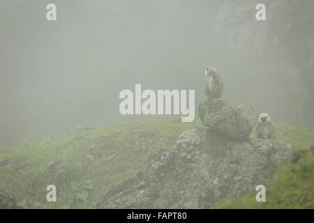 Grey Langurs in the Jungle in Annapurna Conservation Area, Nepal. © Joan Gosa Badia Stock Photo