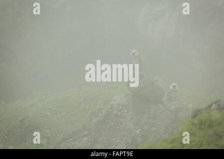 Grey Langurs in the Jungle in Annapurna Conservation Area, Nepal. © Joan Gosa Badia Stock Photo