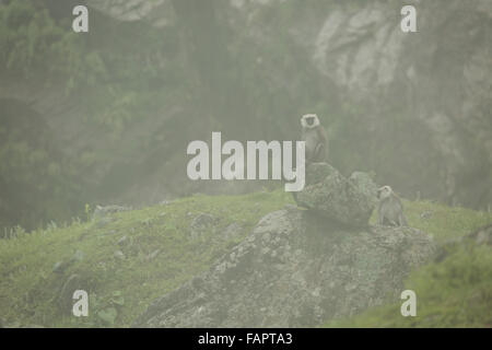 Grey Langurs in the Jungle in Annapurna Conservation Area, Nepal. © Joan Gosa Badia Stock Photo