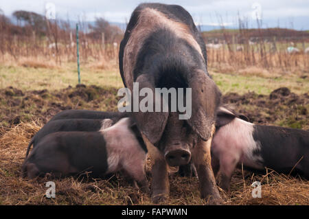 A Saddleback sow feeding her piglets. Stock Photo