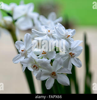 narcissus ziva paperwhites plants white flowers flowering blooms bulbs spring scented fragrant daffodils paperwhite RM Floral Stock Photo