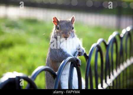 Grey squirrel holding onto a fence in Regent's Park, London, UK Stock Photo