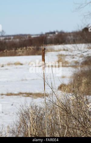 Cattail growing in a snow filled marshy area. Stock Photo