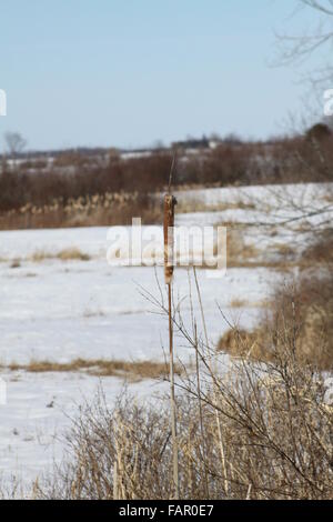 Cattail growing in a snow filled marshy area. Stock Photo