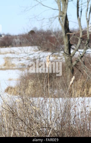 Cattail growing in a snow filled marshy area. Stock Photo