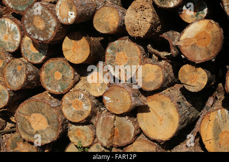 Freshly cut pine tree logs in forest outdoors Stock Photo