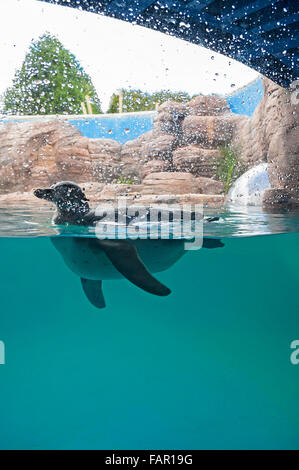 Gweek Seal Sanctuary, Cornwall Stock Photo - Alamy