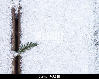 Western Red Cedar leaves in the lower left corner in the crack curving up and into the white space created by snow. Stock Photo