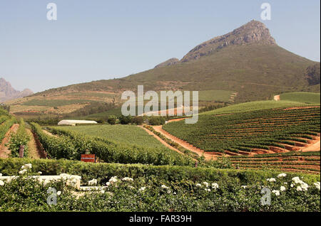 Delaire Graff Wine Estate on the slopes of the mountain peak of Botmaskop in the Western Cape of South Africa Stock Photo