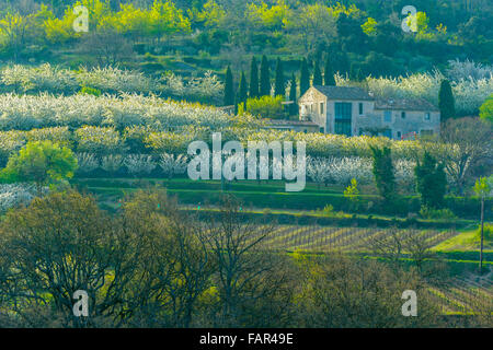 Cherry Orchard And Vinyard Estate Provence France Stock Photo Alamy cherry-orchard-and-vinyard-estate-provence-france-stock-photo-alamy